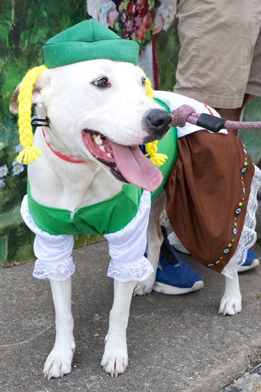 DOG SHOW - "Dress Your Dog Like a German"